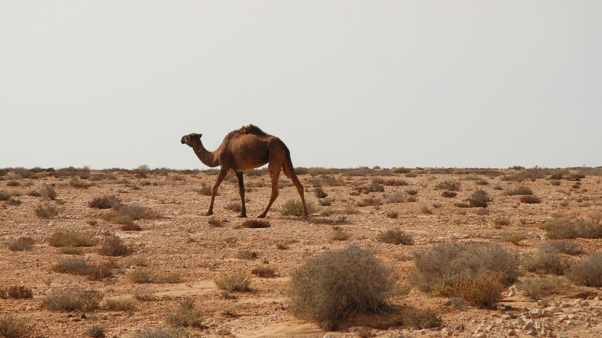 Верблюд в Западной Сахаре - РИА Новости, 1920, 20.10.2020