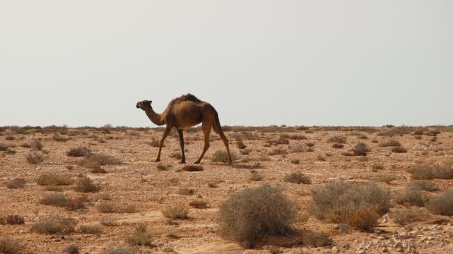 Верблюд в Западной Сахаре. Архивное фото