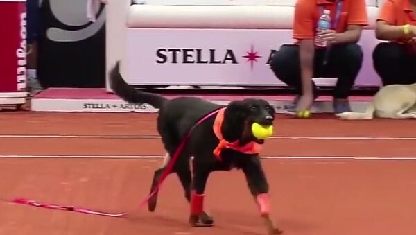 Бездомным собакам нашли работу в большом теннисе