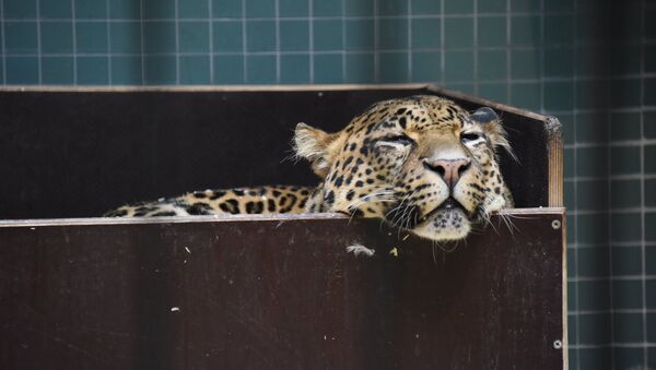 Леопард, архивное фото