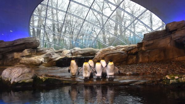 Королевские пингвины в вольере Зоологического сада Берлина