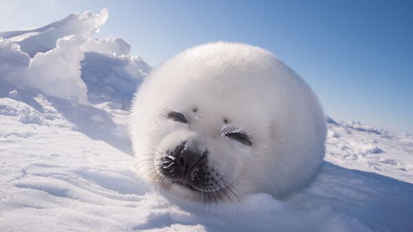 Детеныш гренландского тюленя
