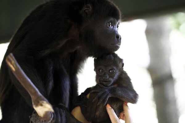 Спасенный детеныш обезьян ревунов с приемной мамой в центре спасения животных