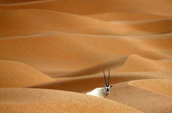 Орикс в пустыне