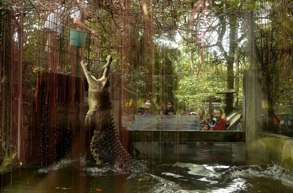 Крокодил в зоопарке в Маниле