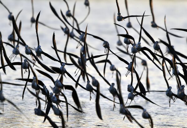 Птицы в природном парке Гуаньду в Тайбэе