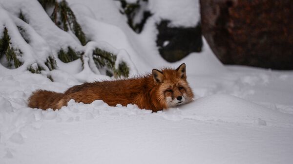 Лисица в московском зоопарке после сильного снегопада