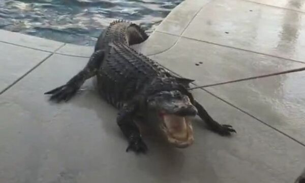 Крокодил в твоем бассейне