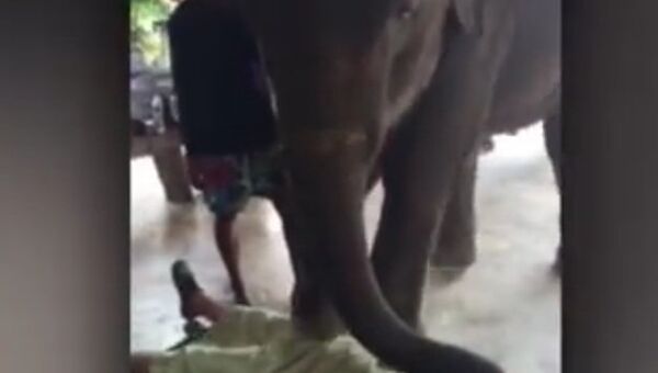 Тайский массаж от слона
