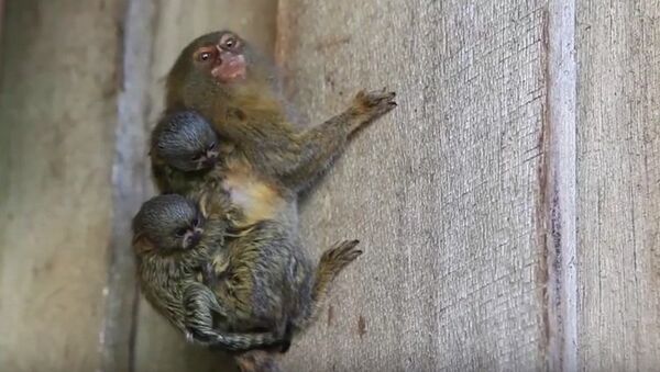 Самая маленькая обезьянка с детками. Кадр из видео.