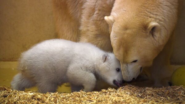 Белый медвежонок со своей мамой по кличке Валеска в зоопарке Бремерхафена, Германия
