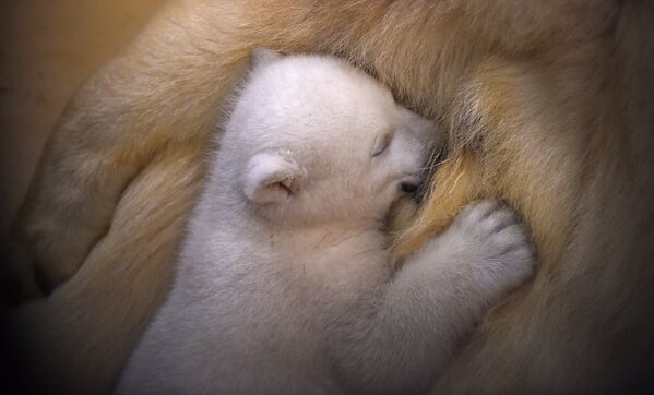 Белый медвежонок, рожденный в зоопарке Бремерхафена, Германия
