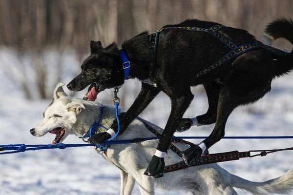 Ежегодные гонки Iditarod Trail Sled Dog Race на собачьих упряжках в Аляске