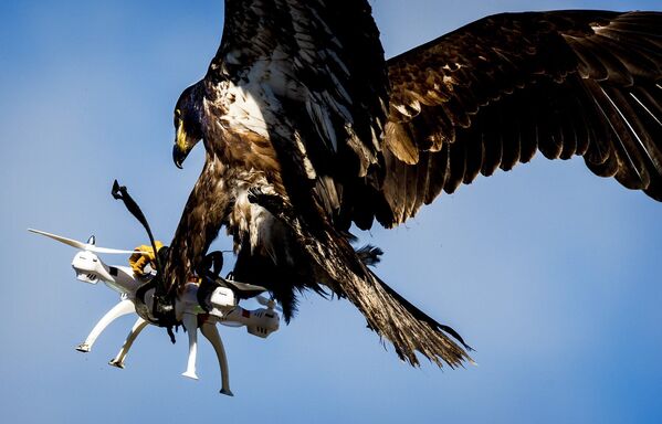 Орел ловит квадрокоптер во время учений полиции Нидерландов