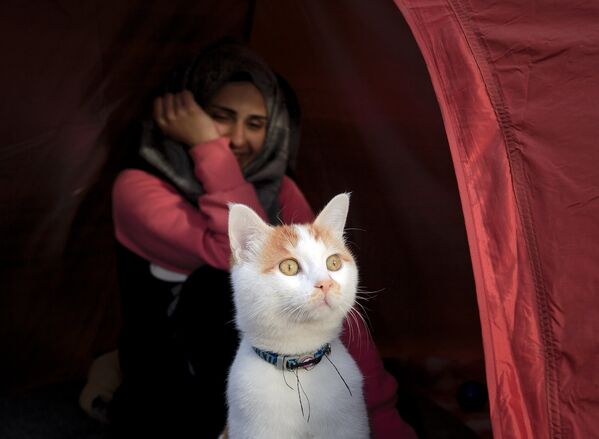 Кот у палатки в Идомении, Греция, недалеко от границы с Македонией. Март 2016