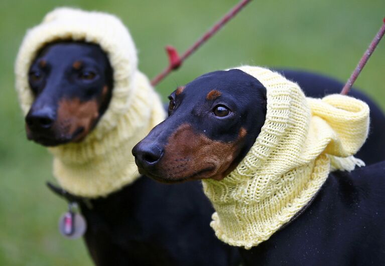 Собаки породы Манчестер-терьер на выставке Crufts Dog Show в Бирмингеме, Англия