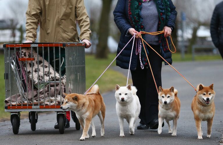 Собаки породы Сиба-ину на выставке Crufts Dog Show в Бирмингеме, Англия