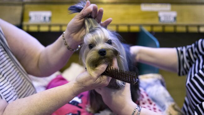 Терьер на выставке Crufts Dog Show в Бирмингеме, Англия