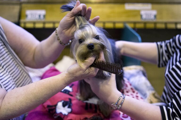 Терьер на выставке Crufts Dog Show в Бирмингеме, Англия