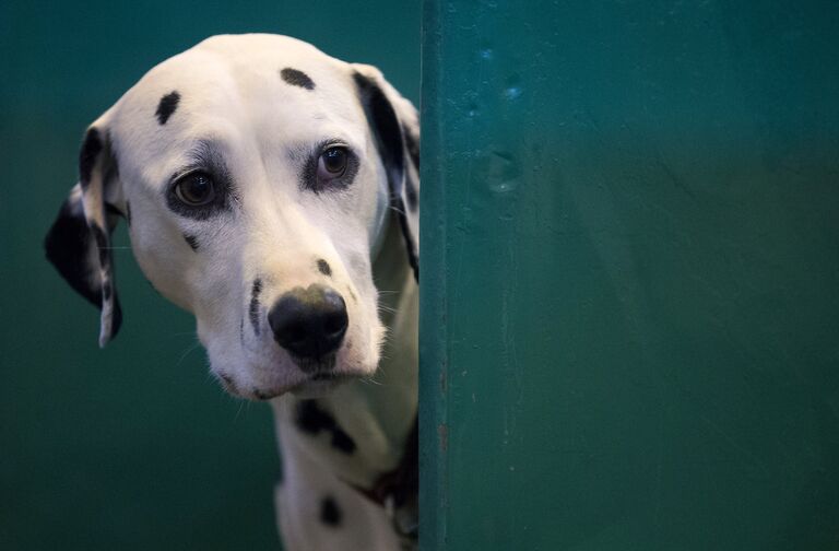 Далматин на выставке Crufts Dog Show в Бирмингеме, Англия