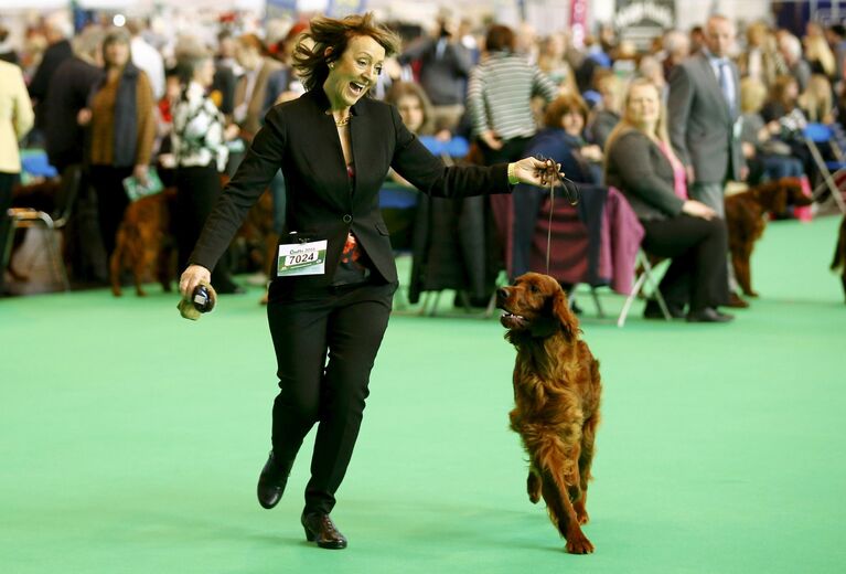 Ирландский сеттер на выставке Crufts Dog Show в Бирмингеме, Англия