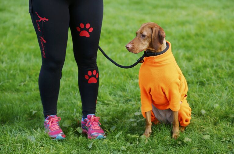 Собака породы Венгерская легавая на выставке Crufts Dog Show в Бирмингеме, Англия