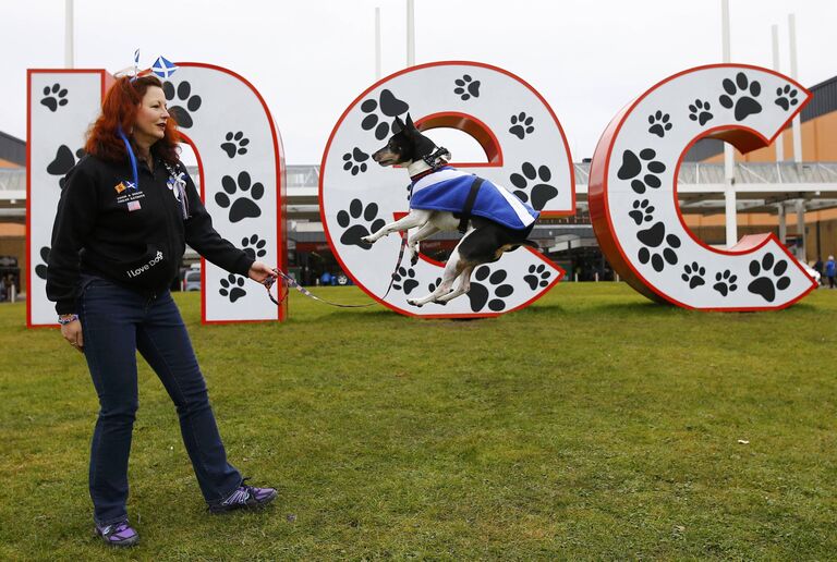 Собака породы Рэт-терьер на выставке Crufts Dog Show в Бирмингеме, Англия