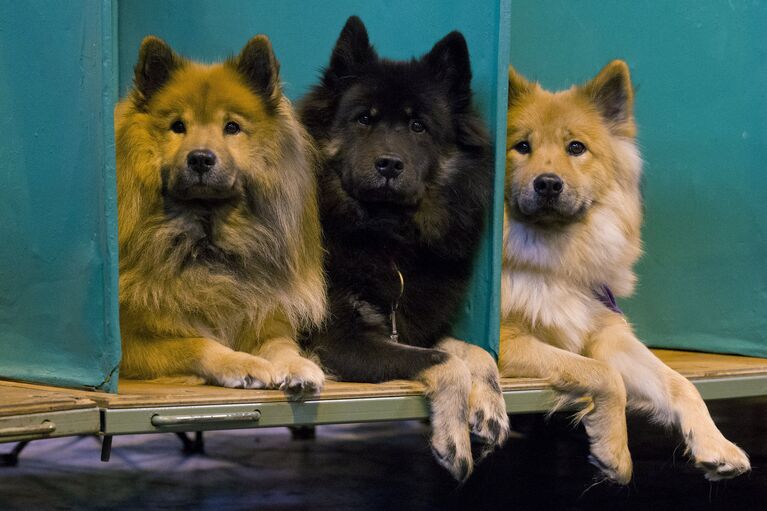 Собаки породы Евразиер на выставке Crufts Dog Show в Бирмингеме, Англия