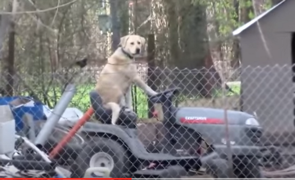 Собака на газонокосилке прервала репортаж про торнадо