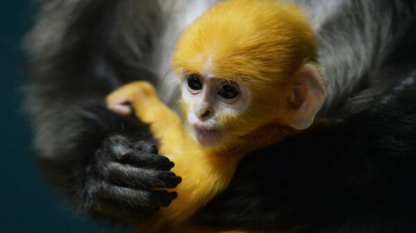 Детеныш очкового лангура, родившийся у пары приматов в Новосибирском зоопарке