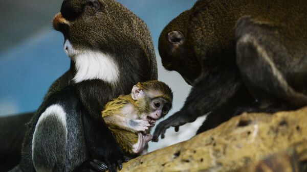 Мартышки Бразза с детенышем в вольере Новосибирского зоопарка