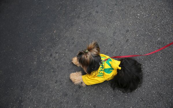 Собака в майке сборной Бразилии по футболу во время демонстрации в городе Сан-Паулу, Бразилия