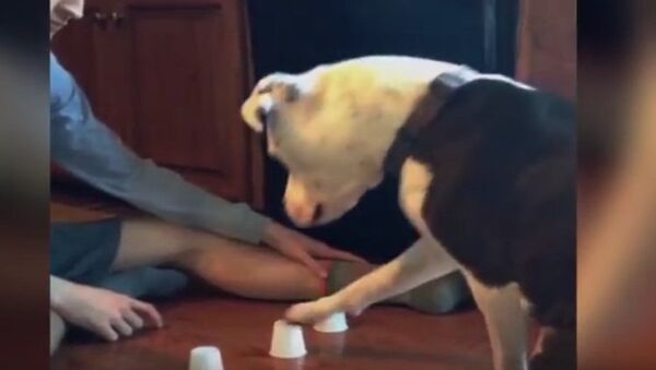 Кадр из видео. Собаки хотят кушать.