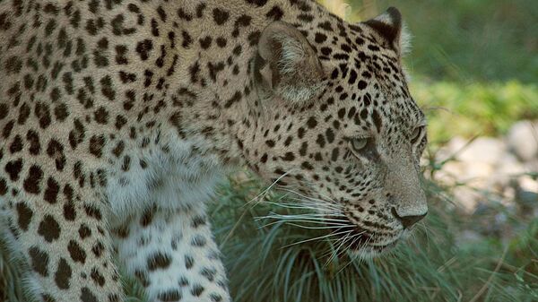 Переднеазиатский леопард. Архивное фото