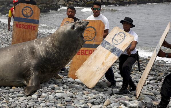 Морской слон, найденный больным на пляже в районе Мирафлорес, Лима. 11 марта 2016