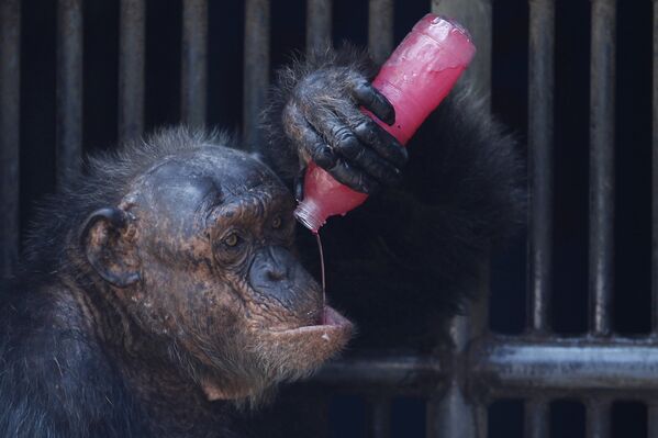 Шимпанзе пьет сладкий прохладительный напиток в зоопарке Бангкока. 17 марта 2016