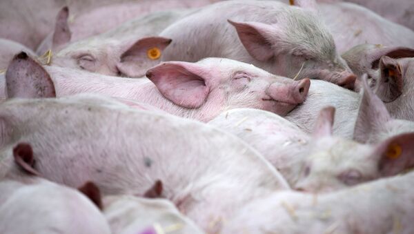 Свиньи во время демонстрации фермеров возле штаб-квартиры ЕС в Брюсселе