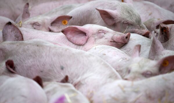 Свиньи во время демонстрации фермеров возле штаб-квартиры ЕС в Брюсселе
