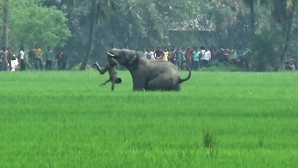 Нападение дикого слона на деревенских жителей в штате Западная Бенгалия на востоке Индии. 20 марта 2016