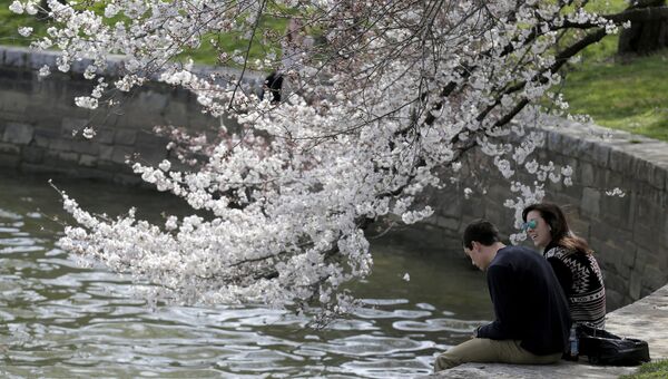 Цветение сакуры в Вашингтоне. 23 марта 2016