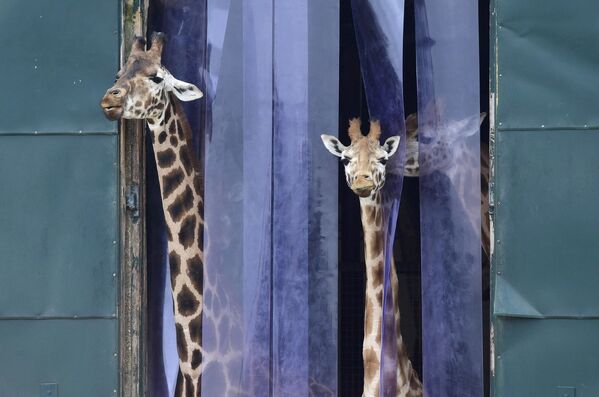 Жирафы в зоопарке Марвелл, неподалеку от Винчестера, Великобритания