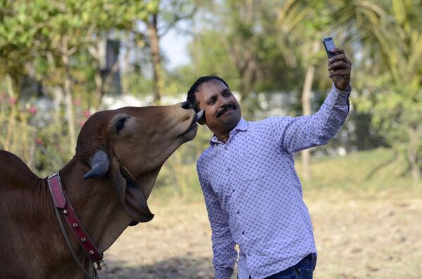 Индус фотографируется со своей коровой по кличке Пунам, во время ее свадьбы с волом из соседнего села, которого зовут Арджун