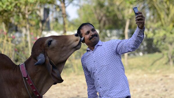 Индус фотографируется со своей коровой по кличке Пунам, во время ее свадьбы с волом из соседнего села