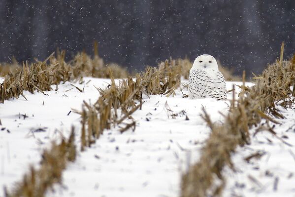 Снежная сова во время снегопада в Индиане