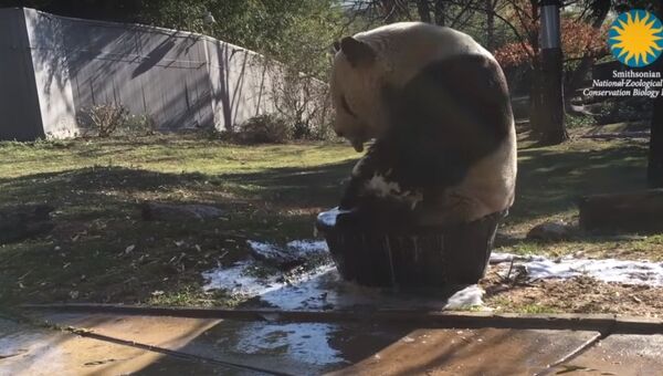Гигантская панда принимает ванну