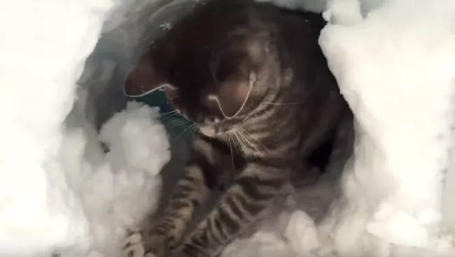 Кот построил себе иглу