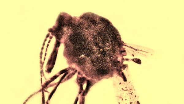 Малярийный комар, найденный в янтаре времен мелового периода
