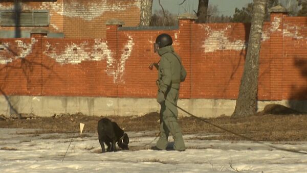 Российские саперы с собаками разминировали поле перед отправкой в Пальмиру