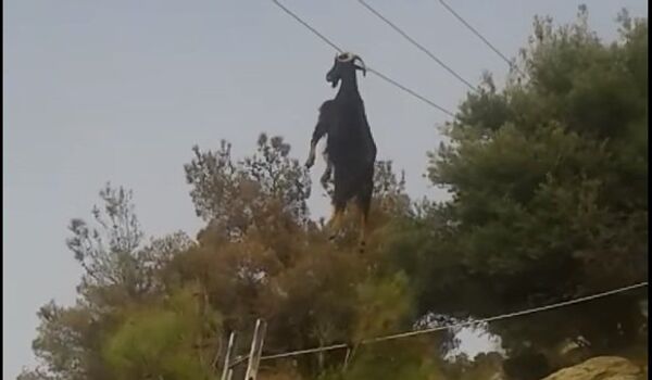 Как в Греции козла спасали