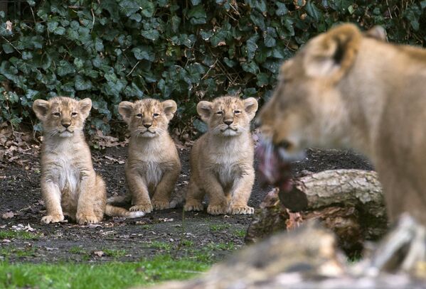 Детеныши азиатского льва в зоопарке города Мехелен, Бельгия. 30 марта 2016